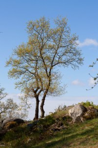 träd 110501 (3 av 3)