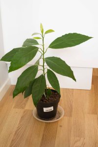 avokado (1 av 1)