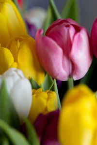 tulpan (1 av 1)-2