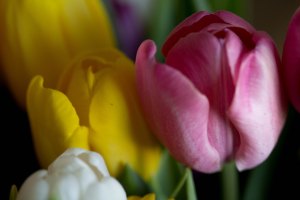 tulpan (1 av 1)