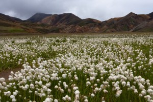 Landmannalaugur (1 av 1)