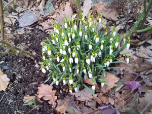 snödroppar (1 av 1)