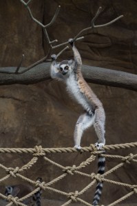 lemur-1