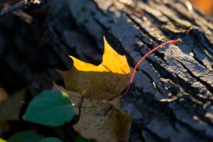 höstlöv-1