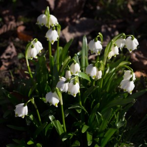 snödroppar (1 av 1)