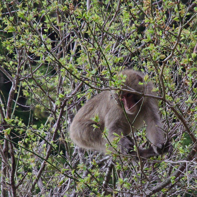 Riktiga apor i det fria!
