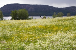 midsommar äng (1 av 1)