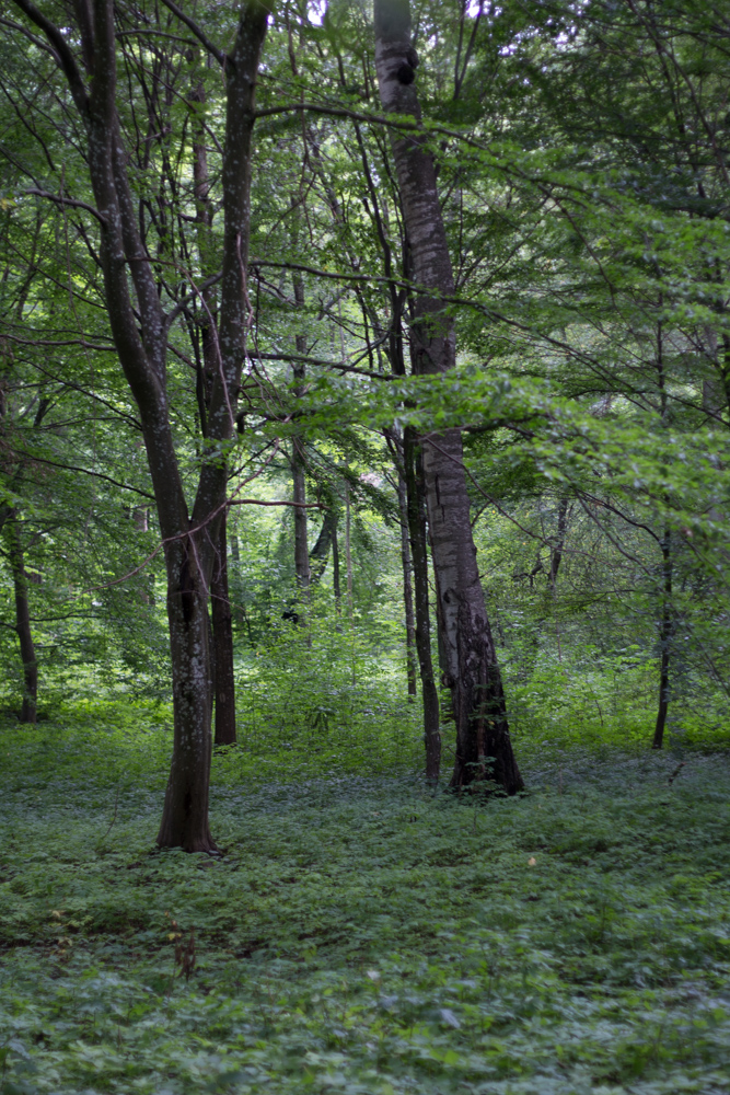 ulriksdal (1 av 1)-2