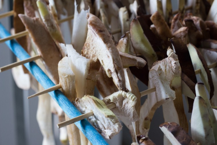 svamp på tork (1 av 1)-2