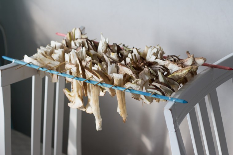 svamp på tork (1 av 1)