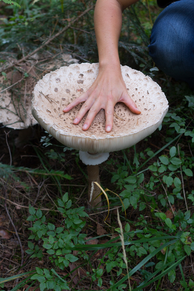 svamp stor (1 av 1)-2