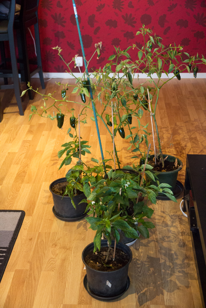 chlilplantor (1 av 1)