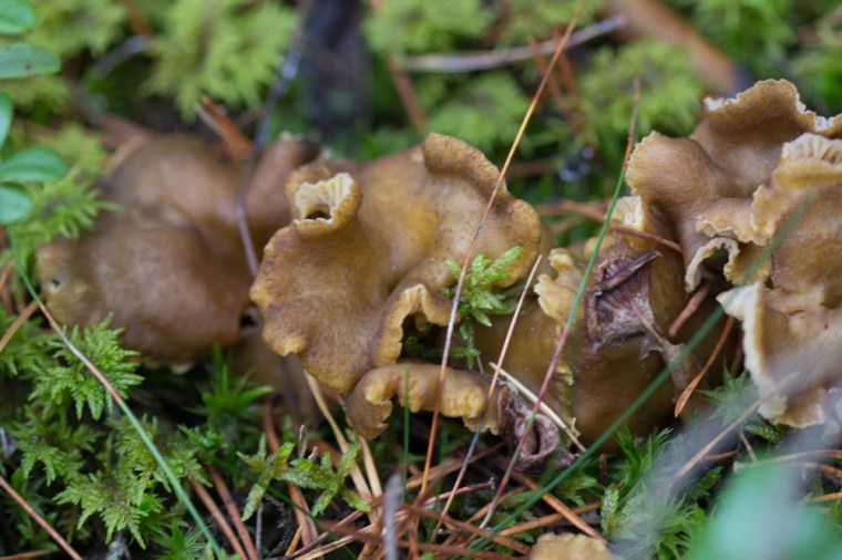 trattkantareller (1 av 1)