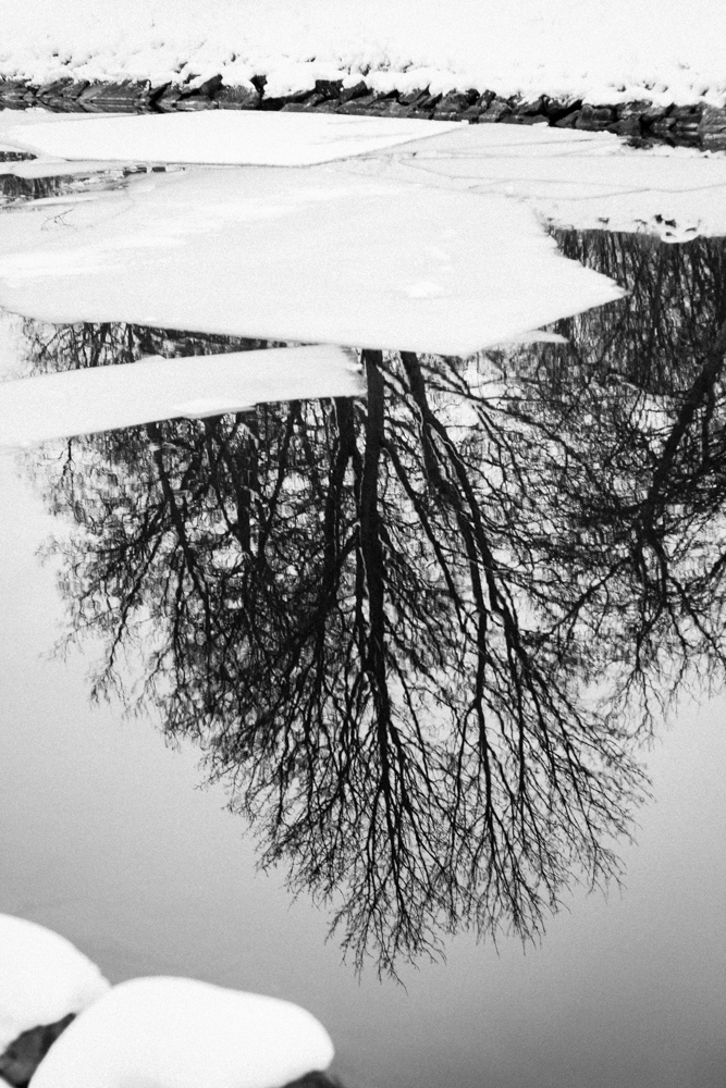 djurgården (1 av 1)-2