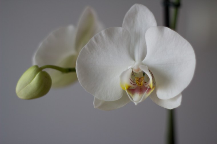 orkidé (1 av 1)-2