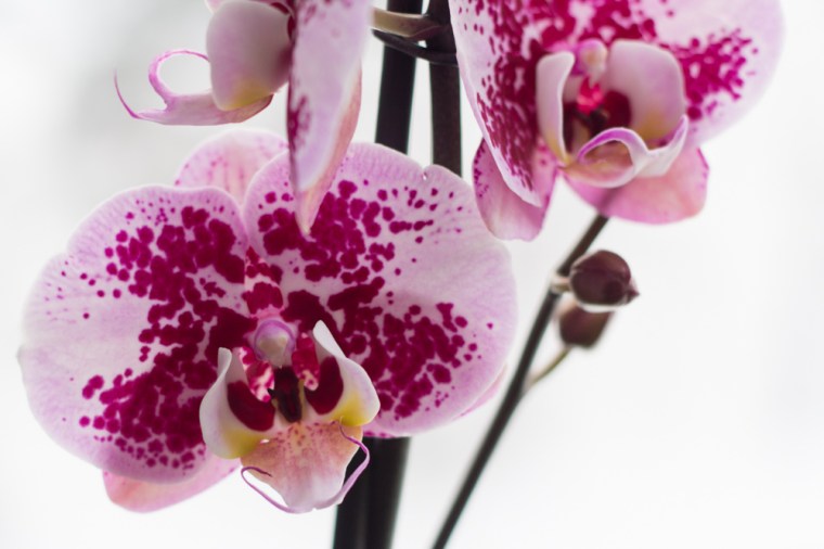 orkidé (1 av 1)-3