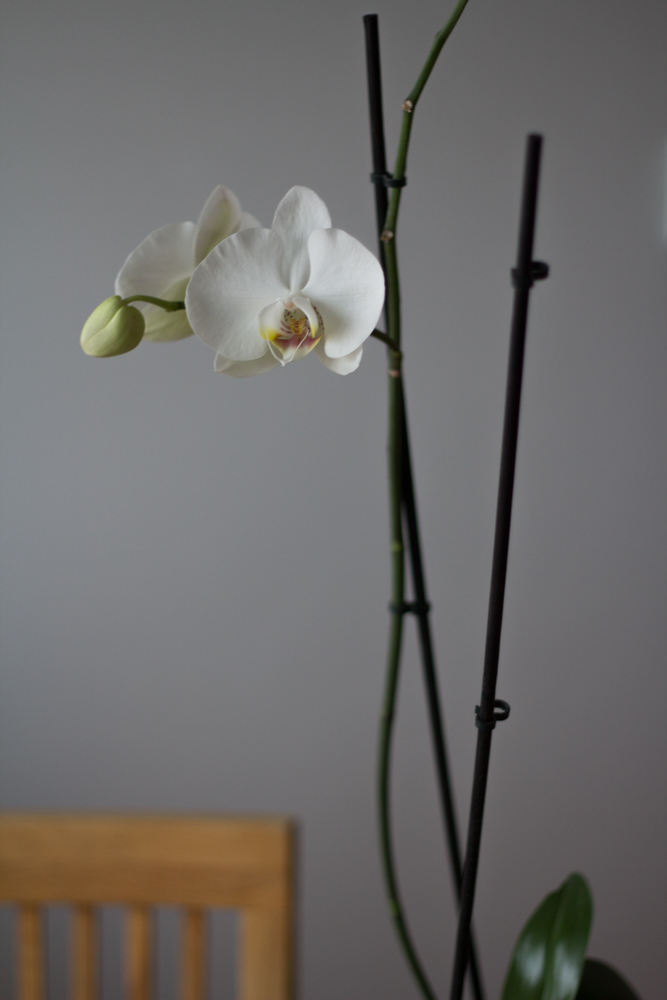 orkidé (1 av 1)