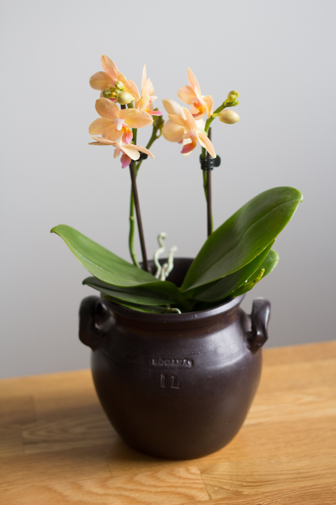 orkidé (1 av 1)-4