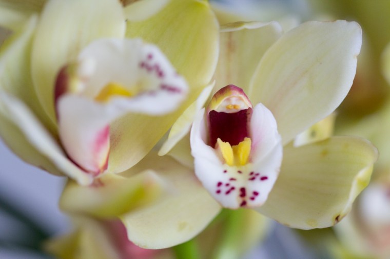 orkidé (1 av 1)-6
