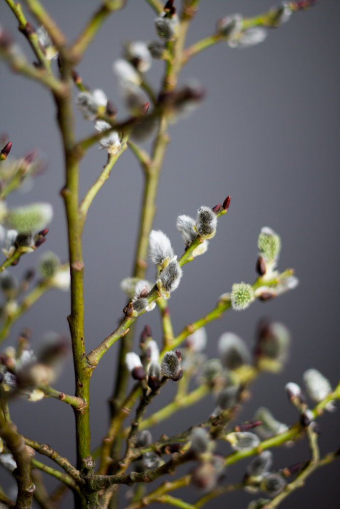 videkvist (1 av 1)-2