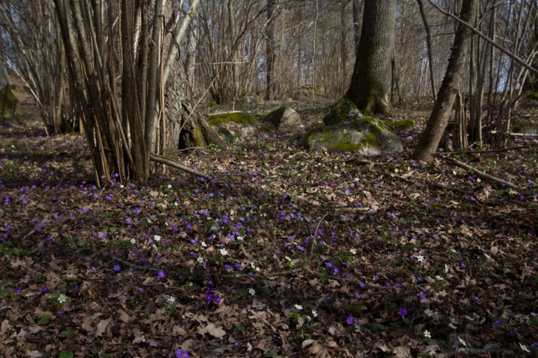 järvafältet (1 av 1)-2