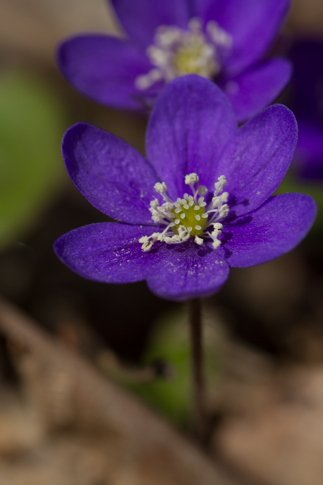 järvafältet (1 av 1)-3