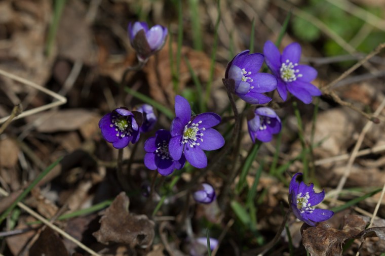 påsk landet (1 av 1)-2