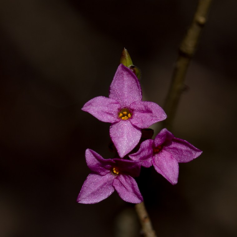 påsk landet (1 av 1)-4