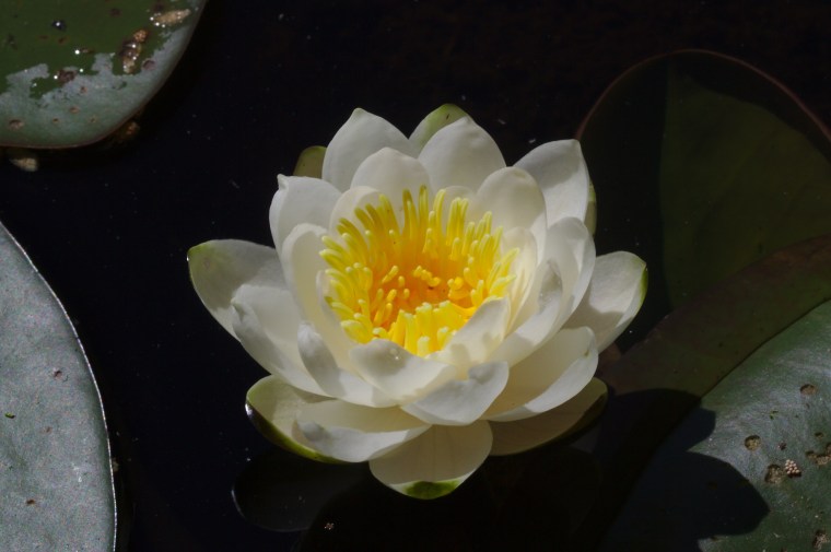 Vit näckros (Nymphaea alba)