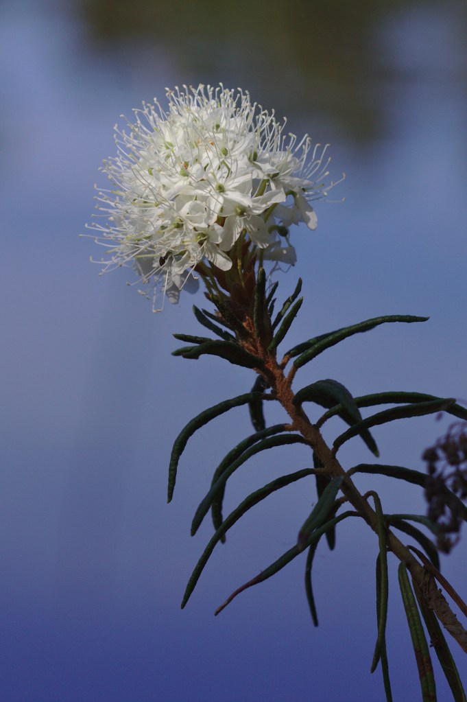 Skvattram (Rhododendron tomentosum)