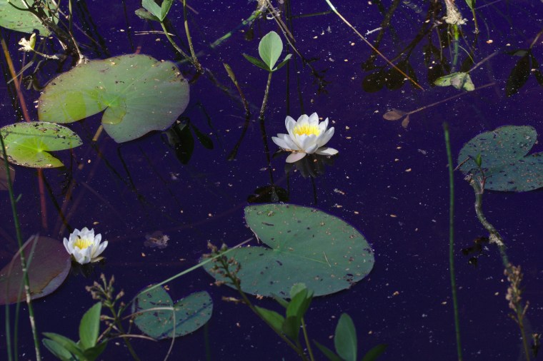 Vit näckros (Nymphaea alba)