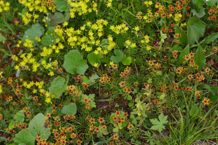Gullbräcka (Saxifraga aizoides)