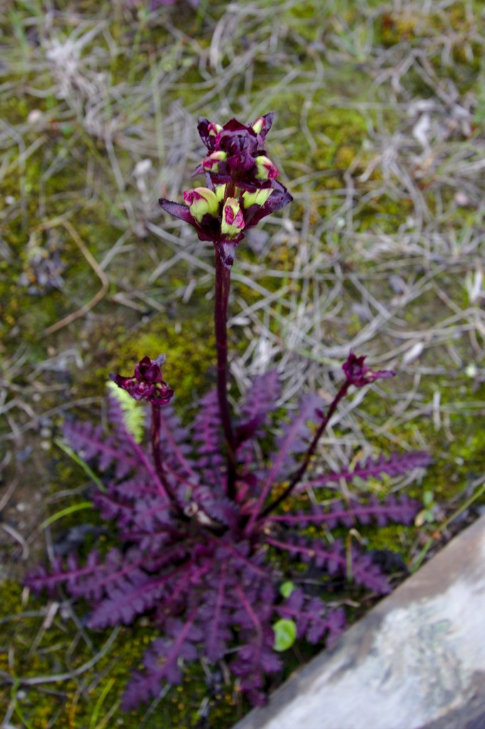 Kung Karls spira (Pedicularis sceptrum-carolinum)