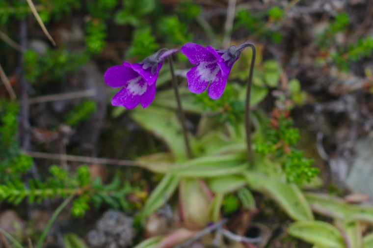 Tätört (Pinguicula vulgaris)
