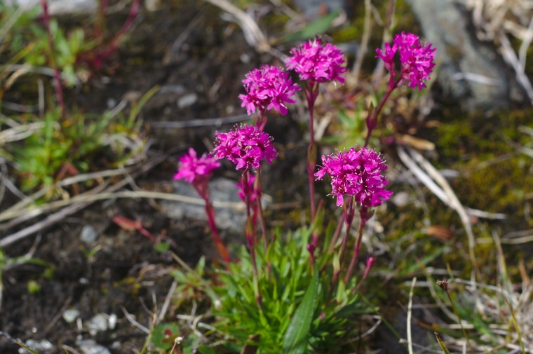 Fjällnejlika (Viscaria alpina)