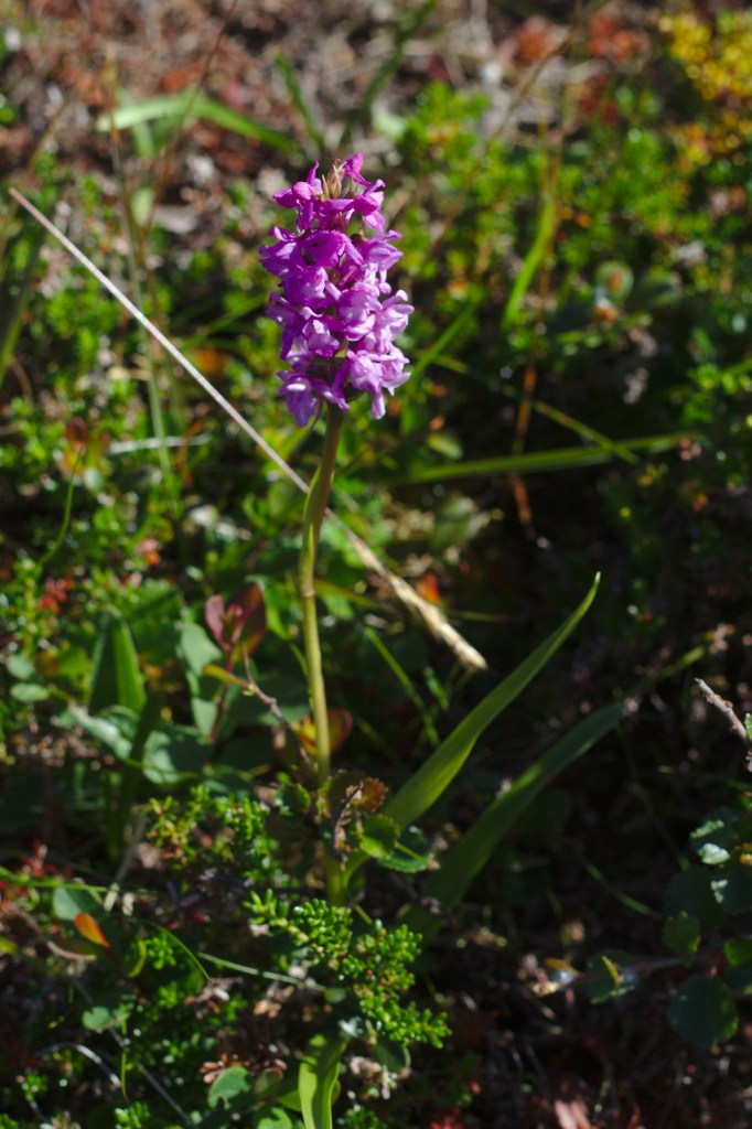 Brudsporre (Gymnadenia conopsea)