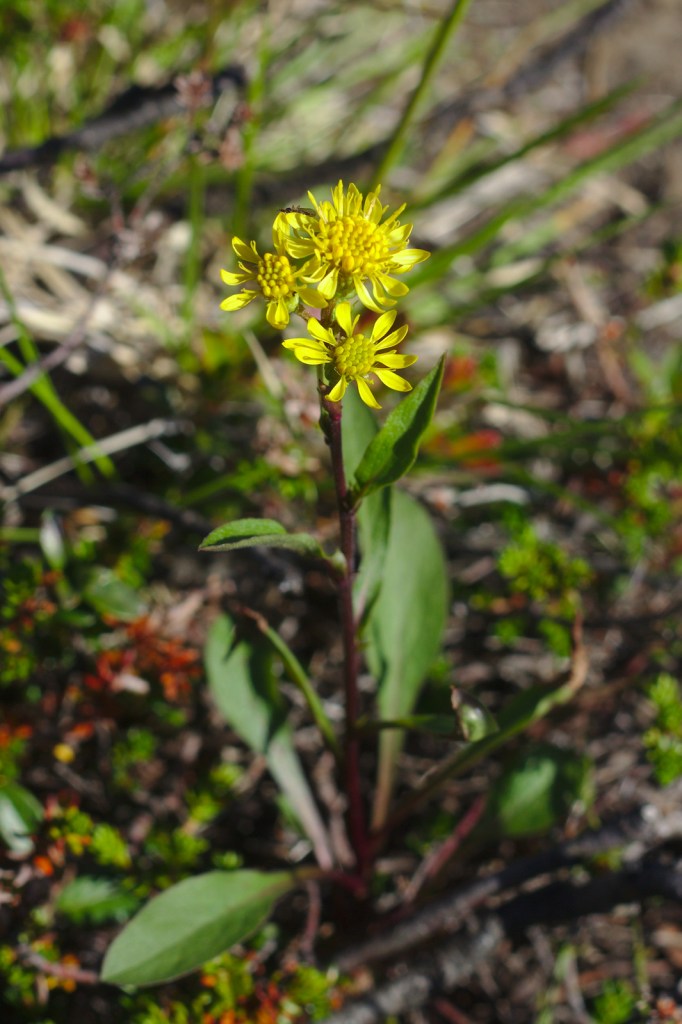 Lappgullris (Solidago virgaurea ssp. alpestris)