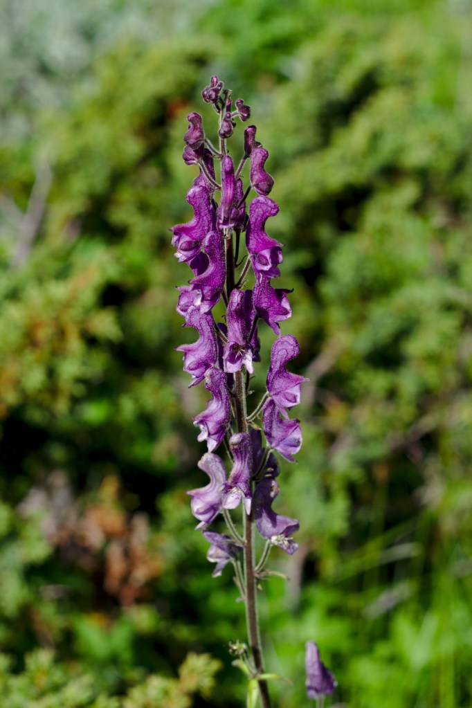 Nordisk stormhatt (Aconitum lycoctonum ssp. septentrionale)