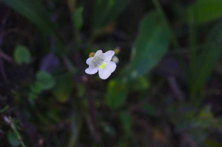 Fjälltätört (Pinguicula alpina)