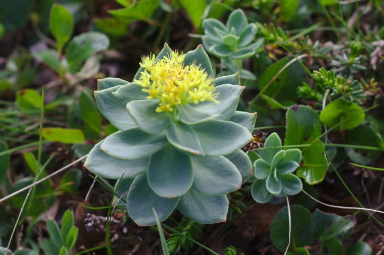 Rosenrot (Rhodiola rosea)