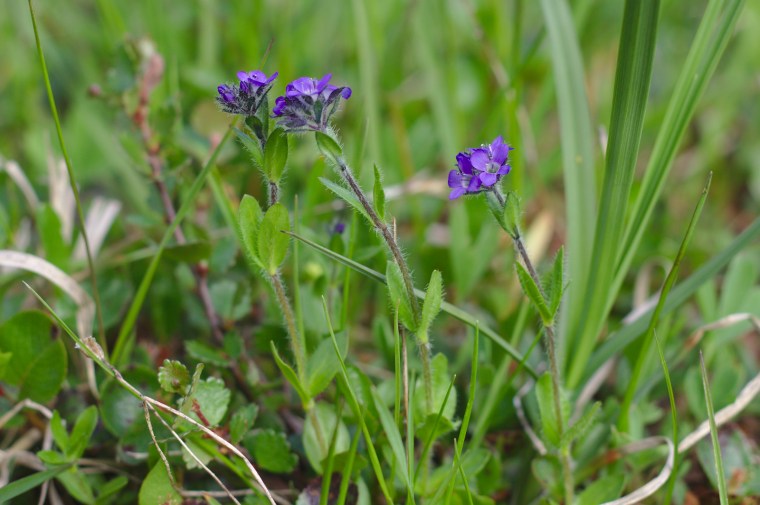 Fjällveronika (Veronica alpina)
