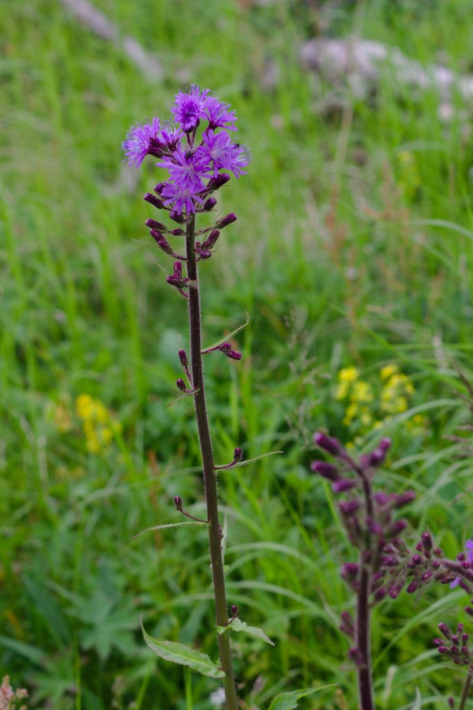 Torta (Lactuca alpina)