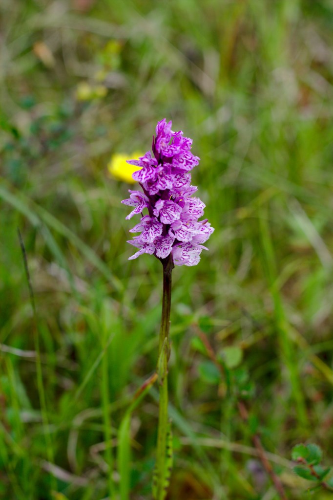 Jungfru Marie nycklar (Dactylorhiza maculata)